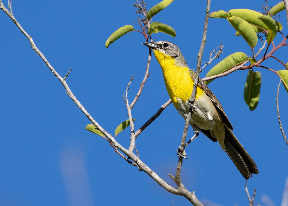 Yellow-breasted Chat (auricollis) - ML621051503