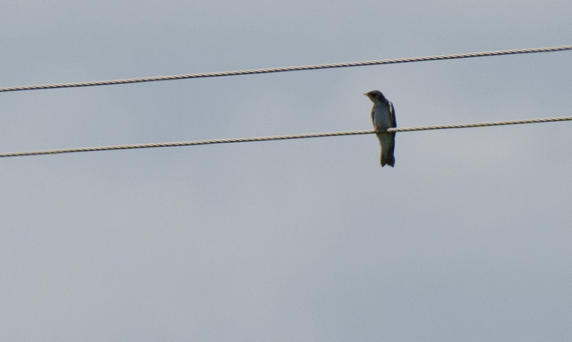 Bank Swallow - ML621051504