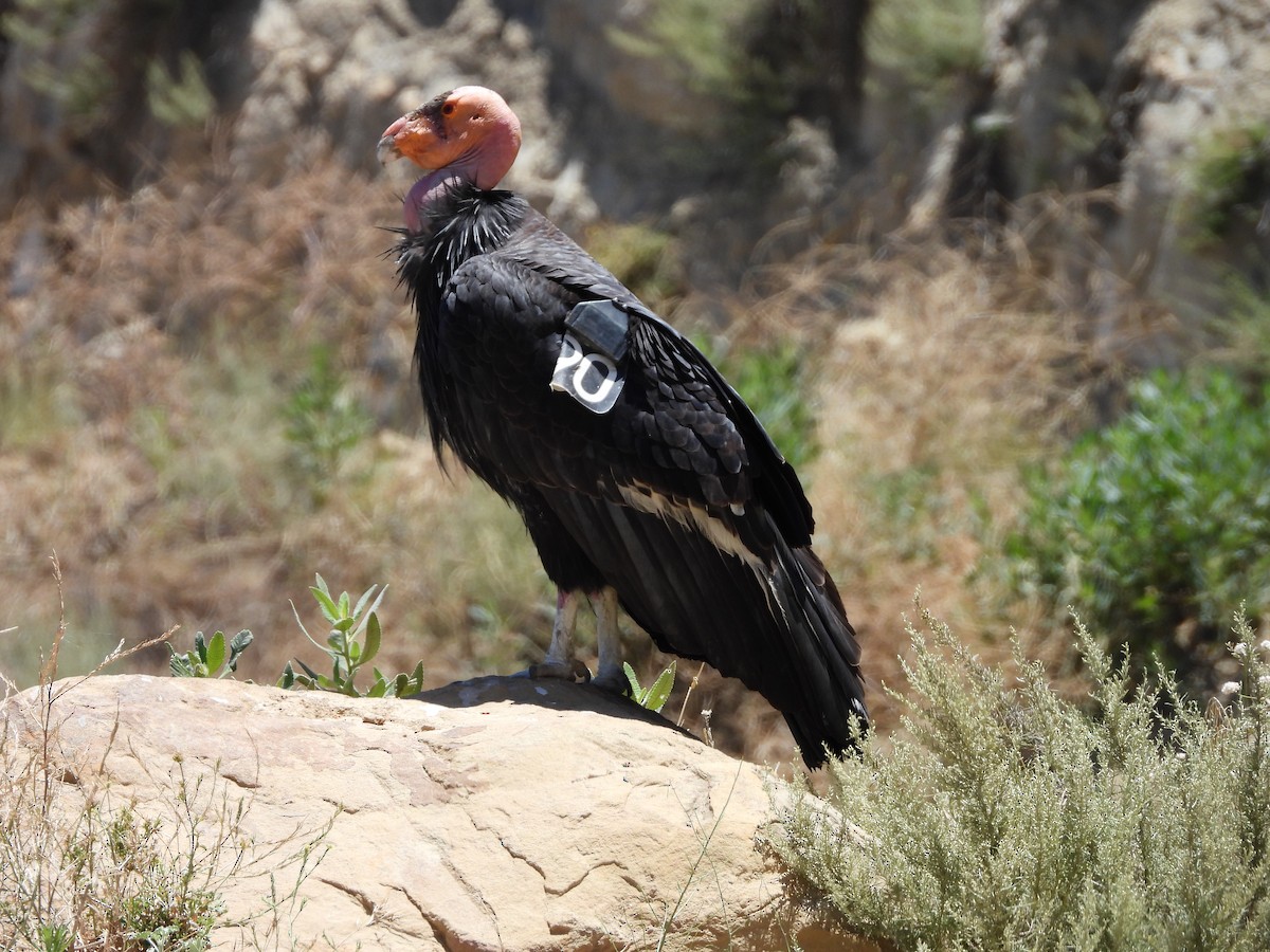 California Condor - Ken Burgdorff