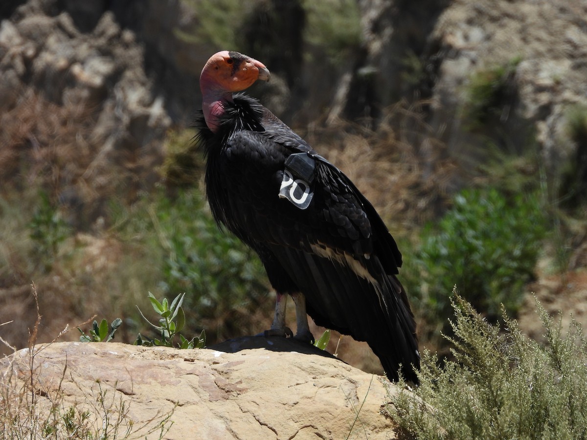 California Condor - ML621051538
