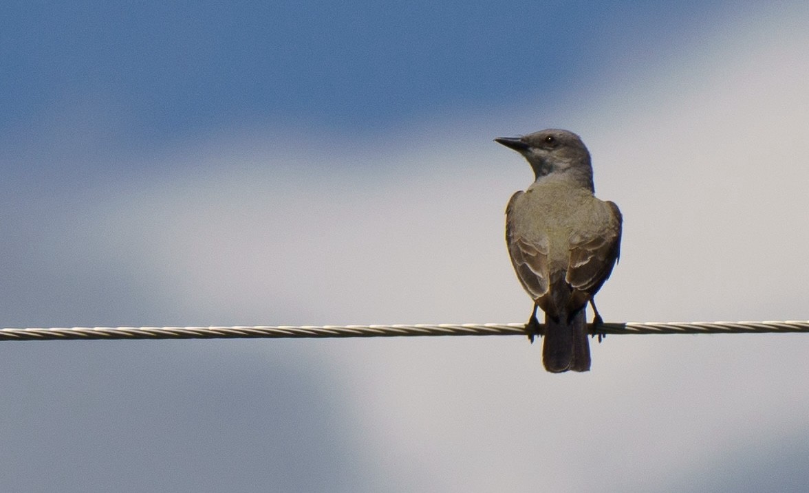 Western Kingbird - ML621051540