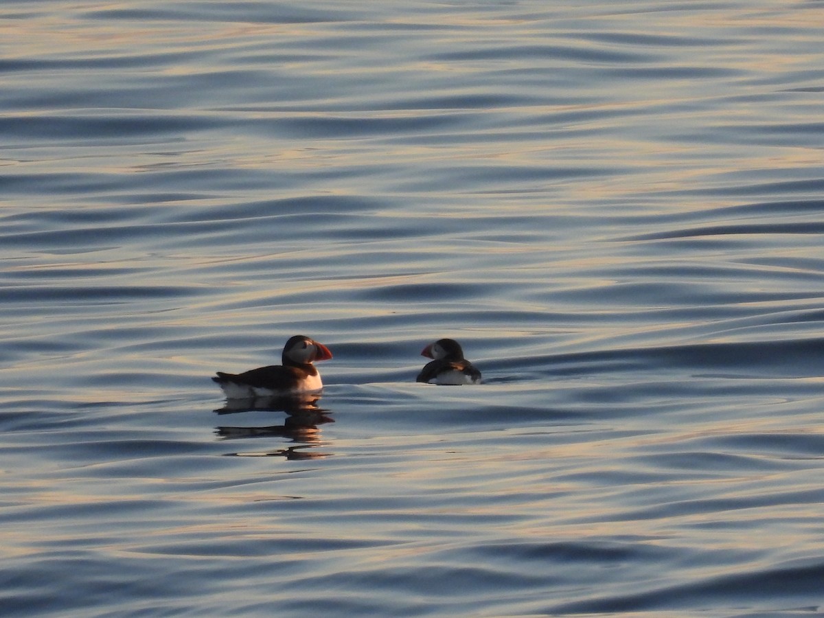 Atlantic Puffin - ML621051553