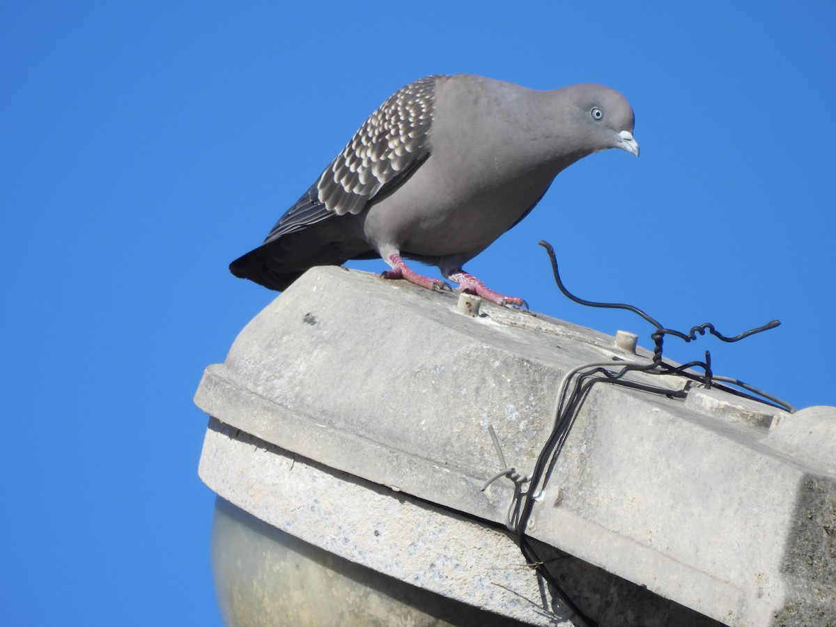 Spot-winged Pigeon - ML621051557