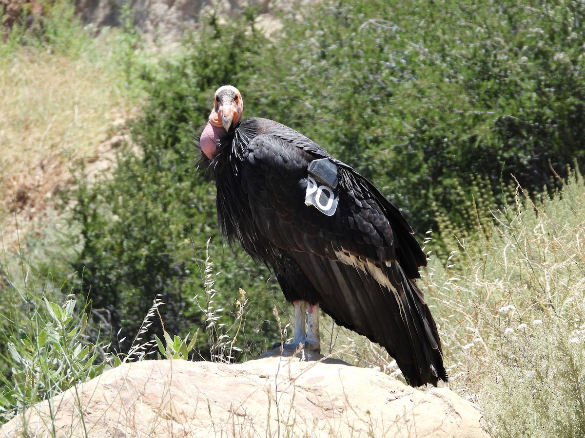 California Condor - ML621051559