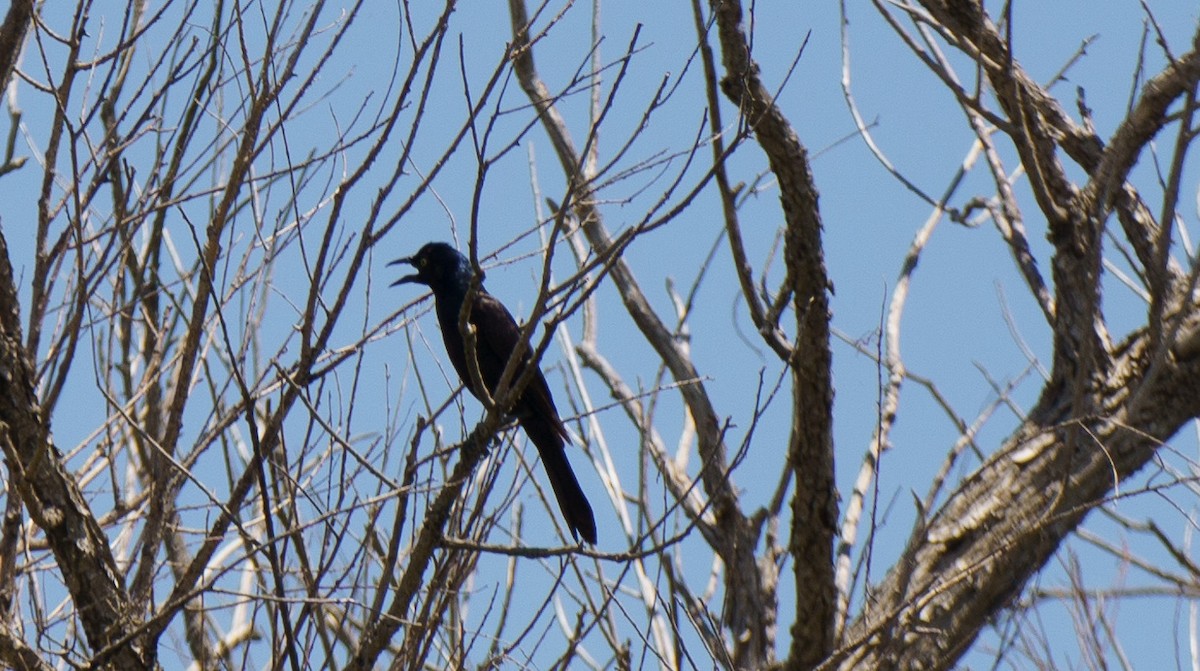 Common Grackle - ML621051561