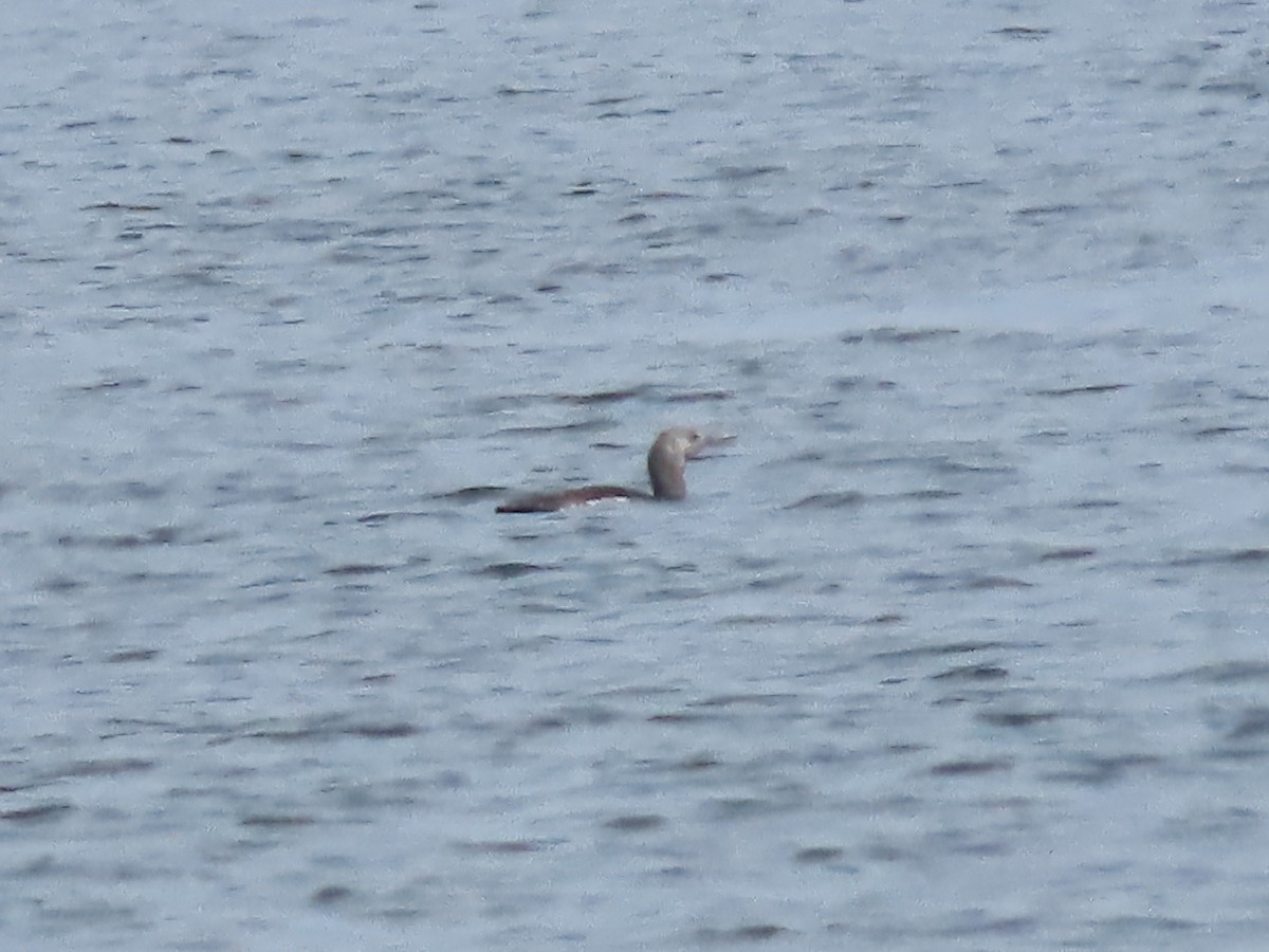 Red-throated Loon - ML621051565