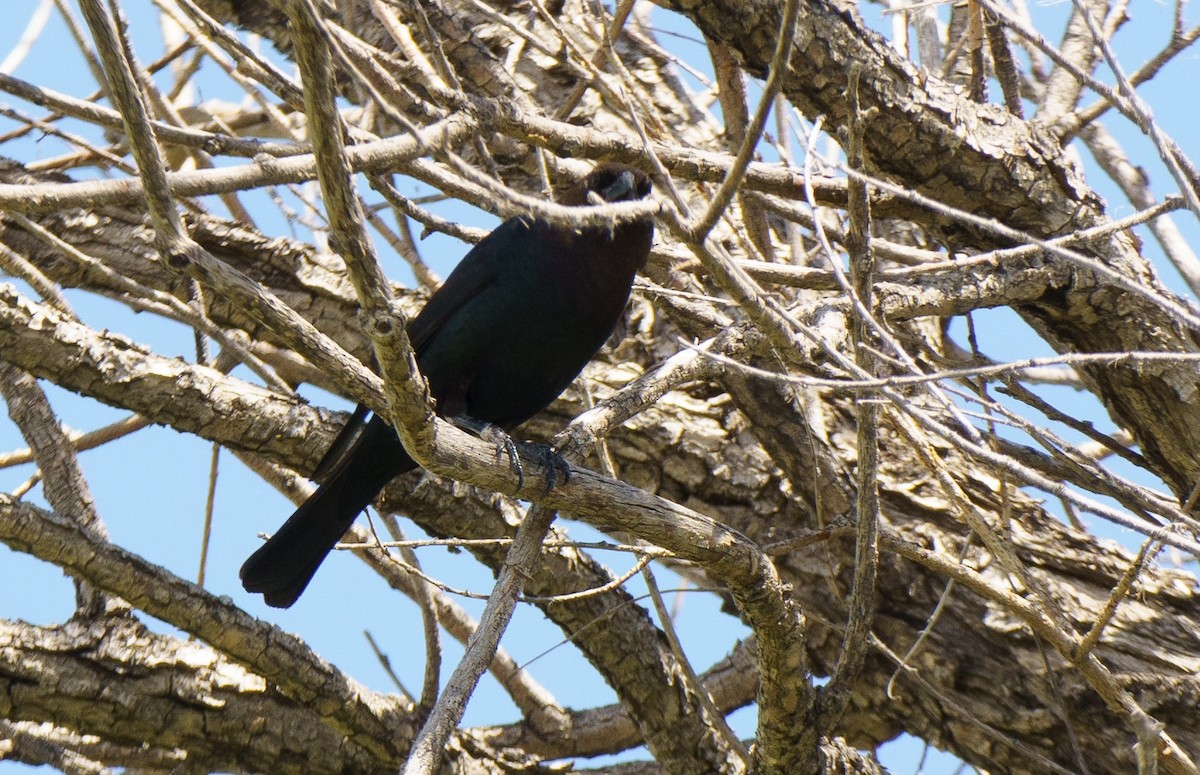 Brown-headed Cowbird - ML621051576