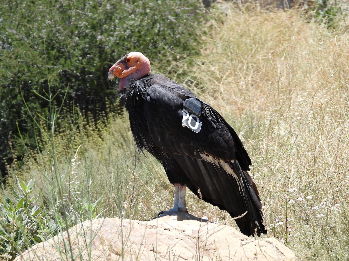Condor de Californie - ML621051586