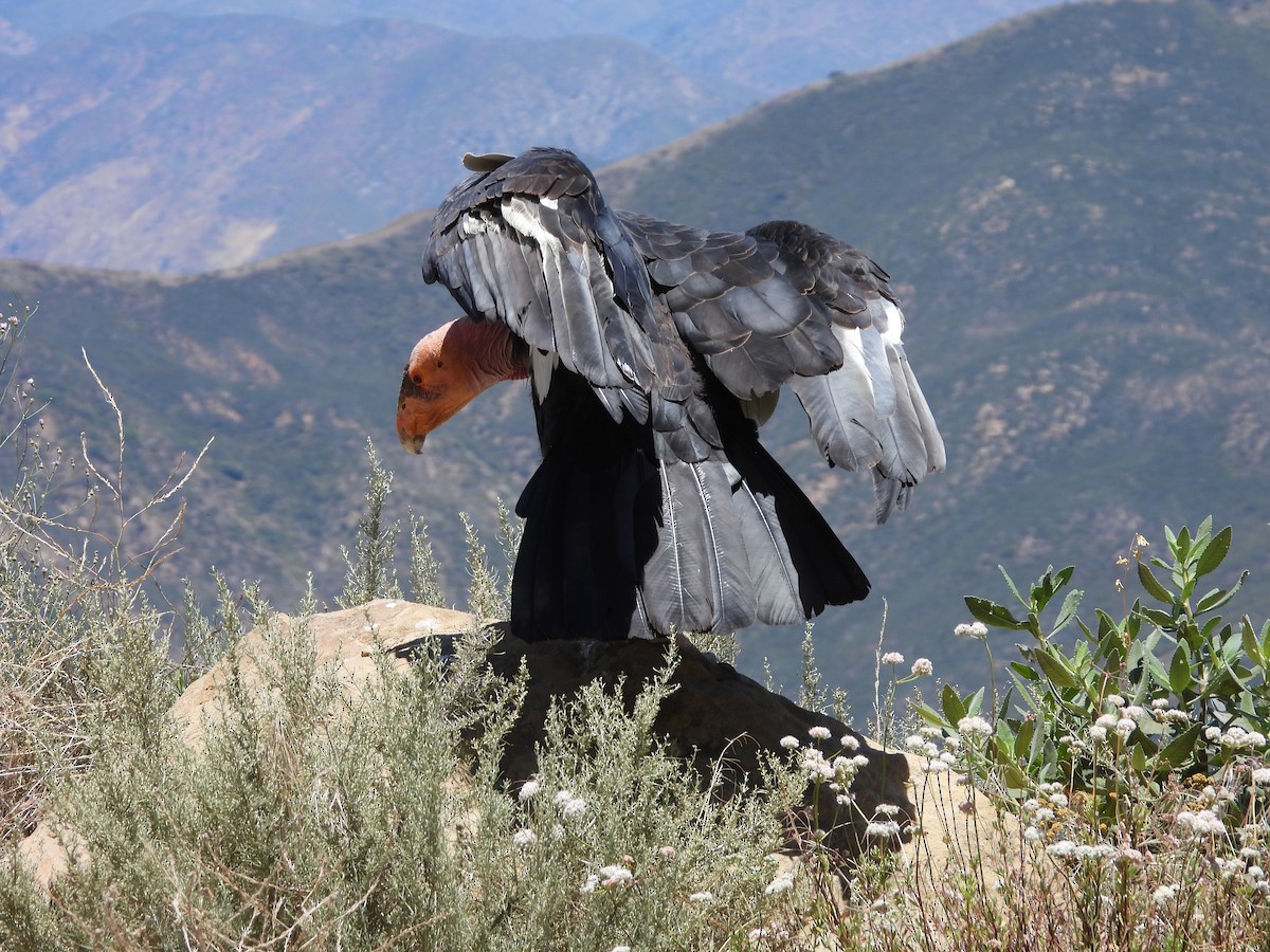 California Condor - ML621051618