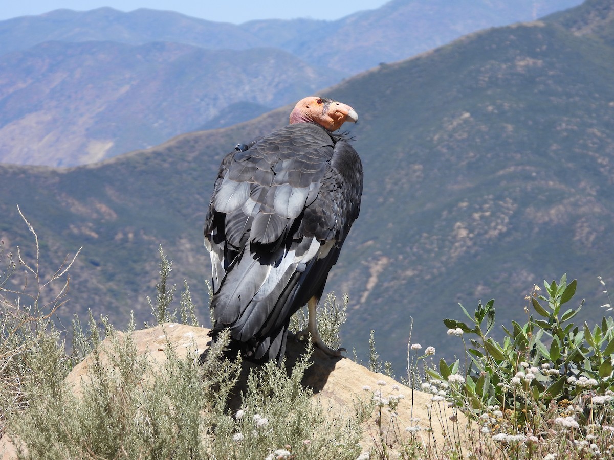 California Condor - ML621051630