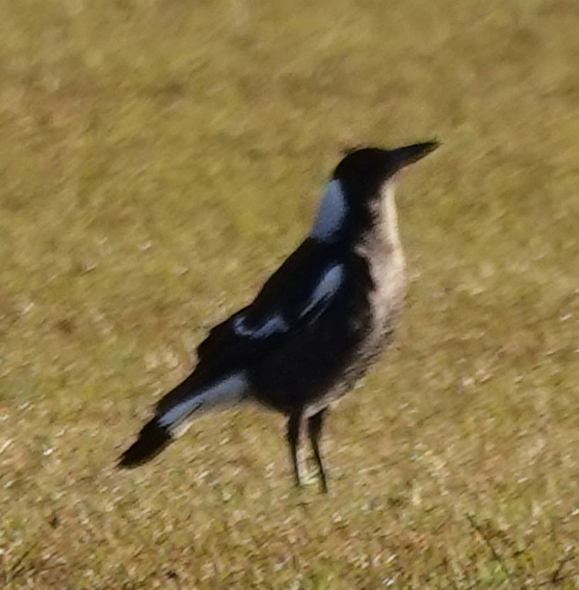 Australian Magpie (Black-backed) - ML621051640