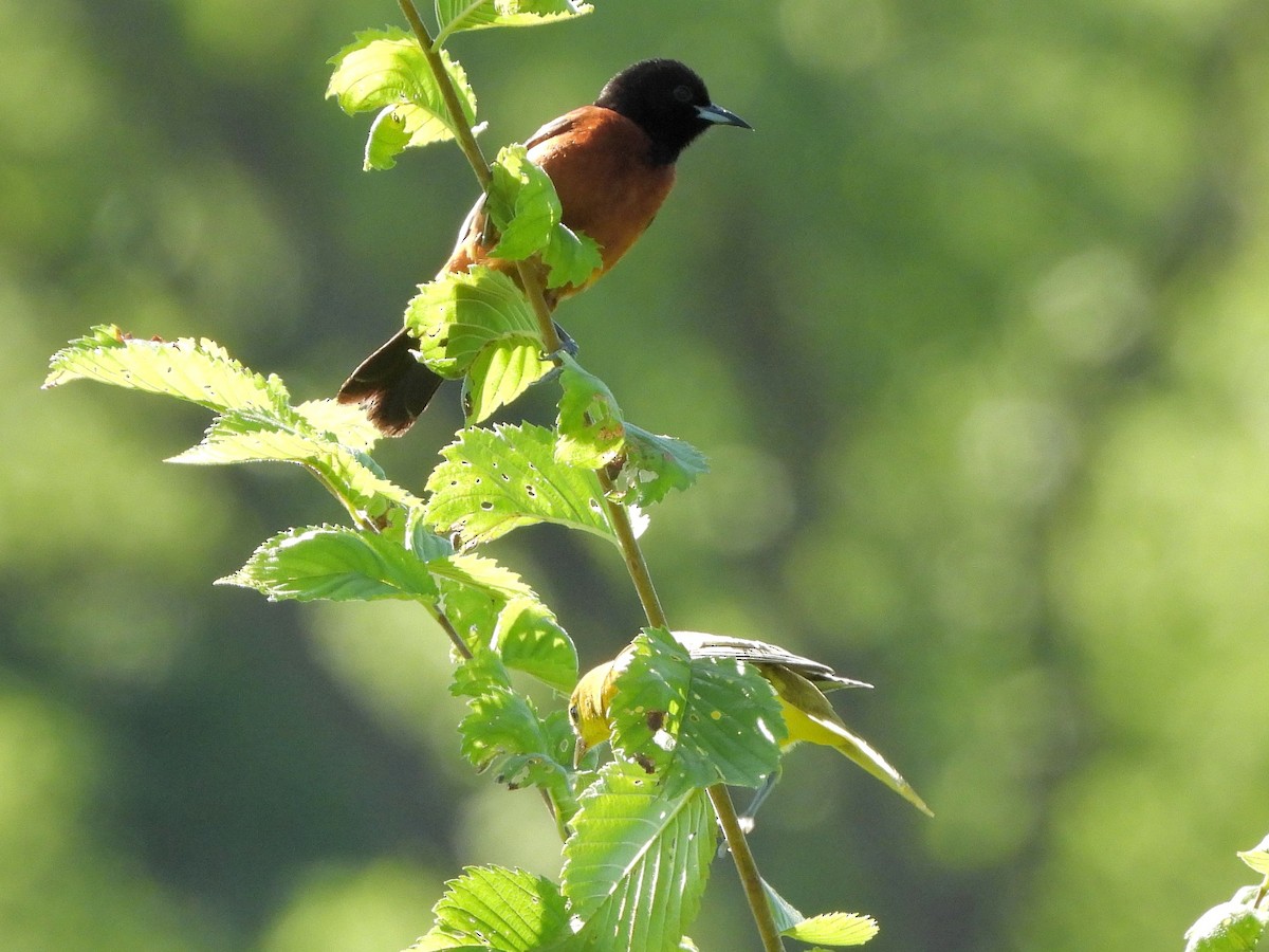 Orchard Oriole - ML621051645