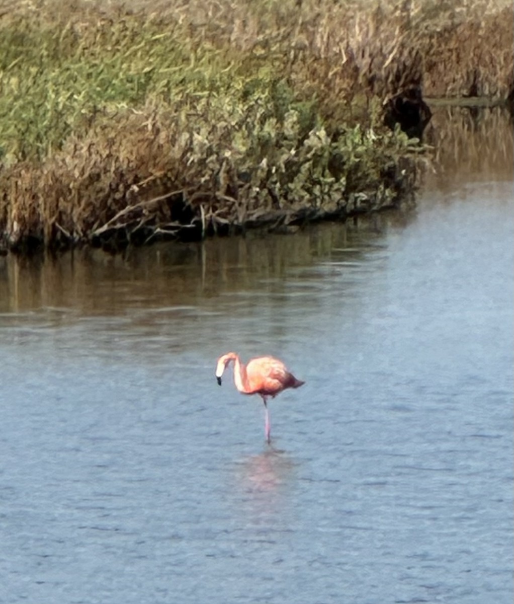 American Flamingo - ML621051655