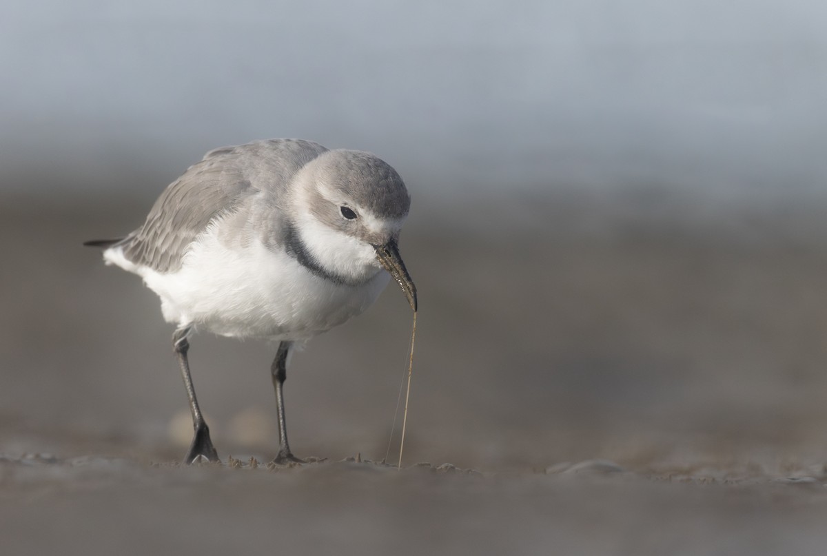 Wrybill - ML621051657