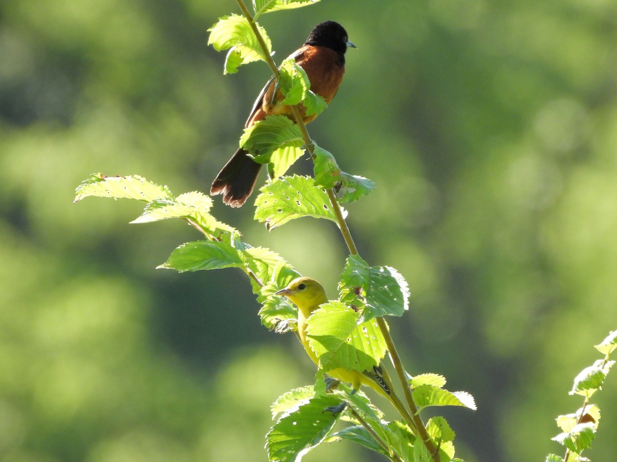 Orchard Oriole - ML621051658