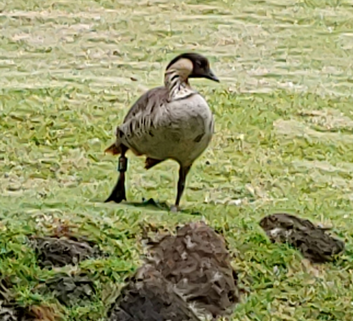Hawaiian Goose - ML621051665