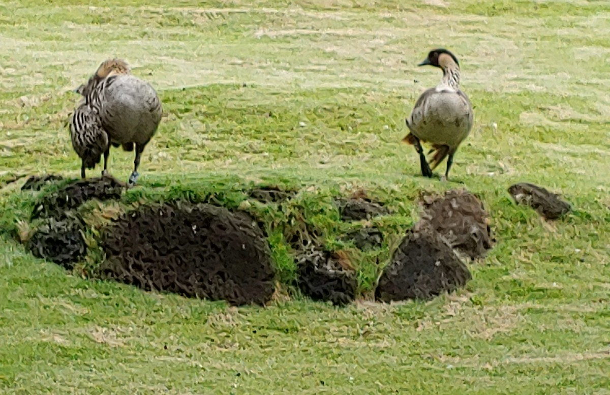 Hawaiian Goose - ML621051666