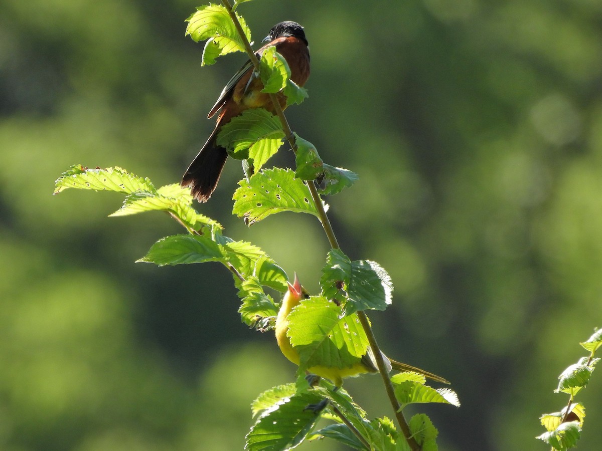 Orchard Oriole - ML621051667