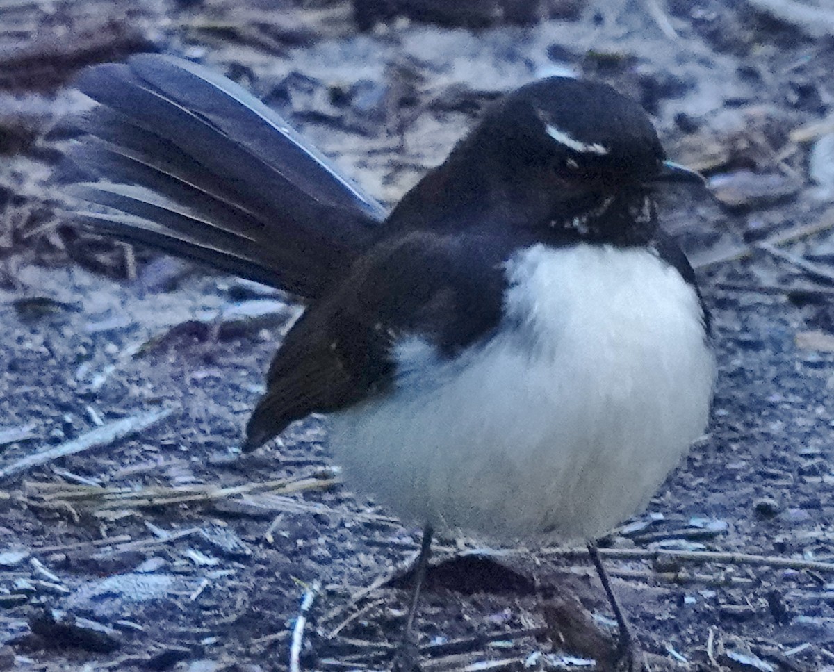 Willie-wagtail - ML621051669