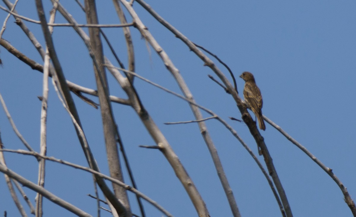 House Finch - ML621051670