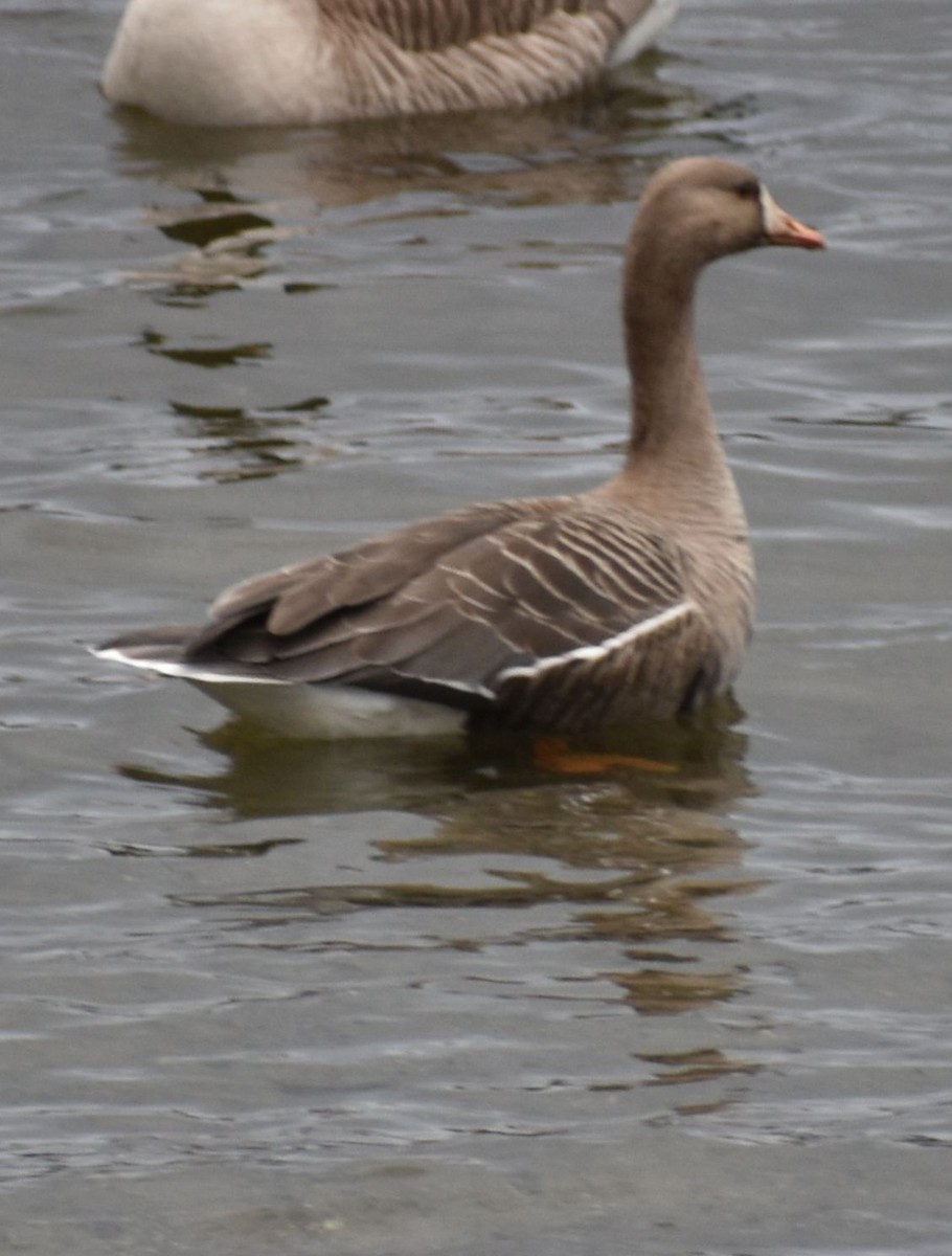 Greater White-fronted Goose - ML621051676