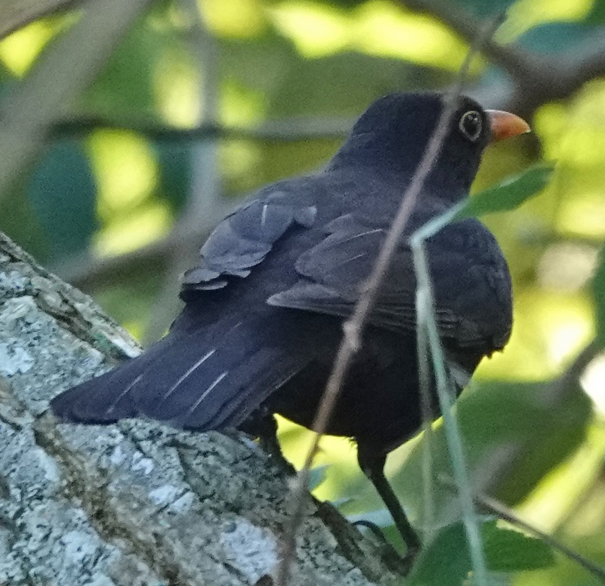 Eurasian Blackbird - ML621051705