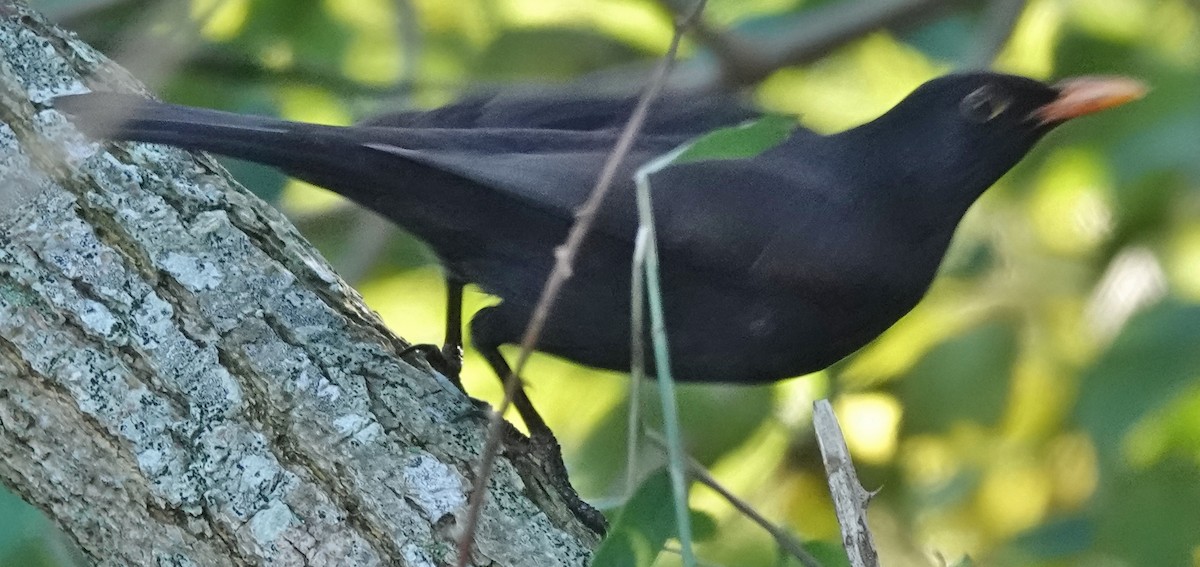 Eurasian Blackbird - ML621051706