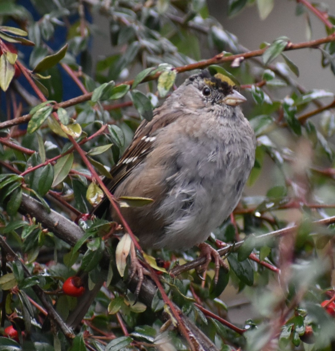 Golden-crowned Sparrow - ML621051707