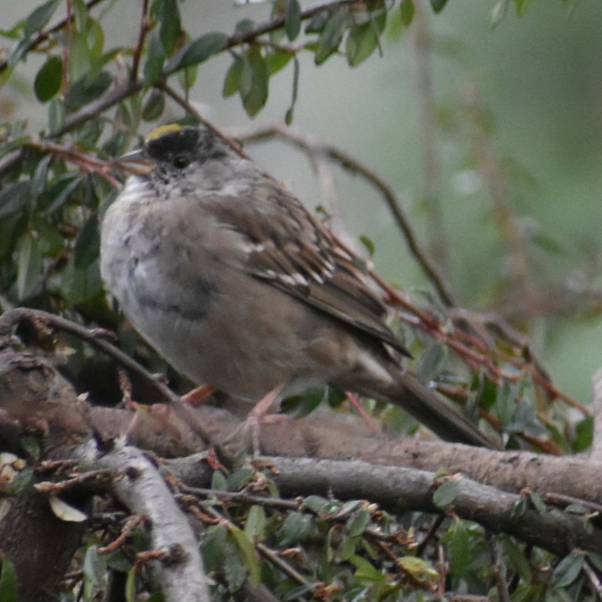 Golden-crowned Sparrow - ML621051708