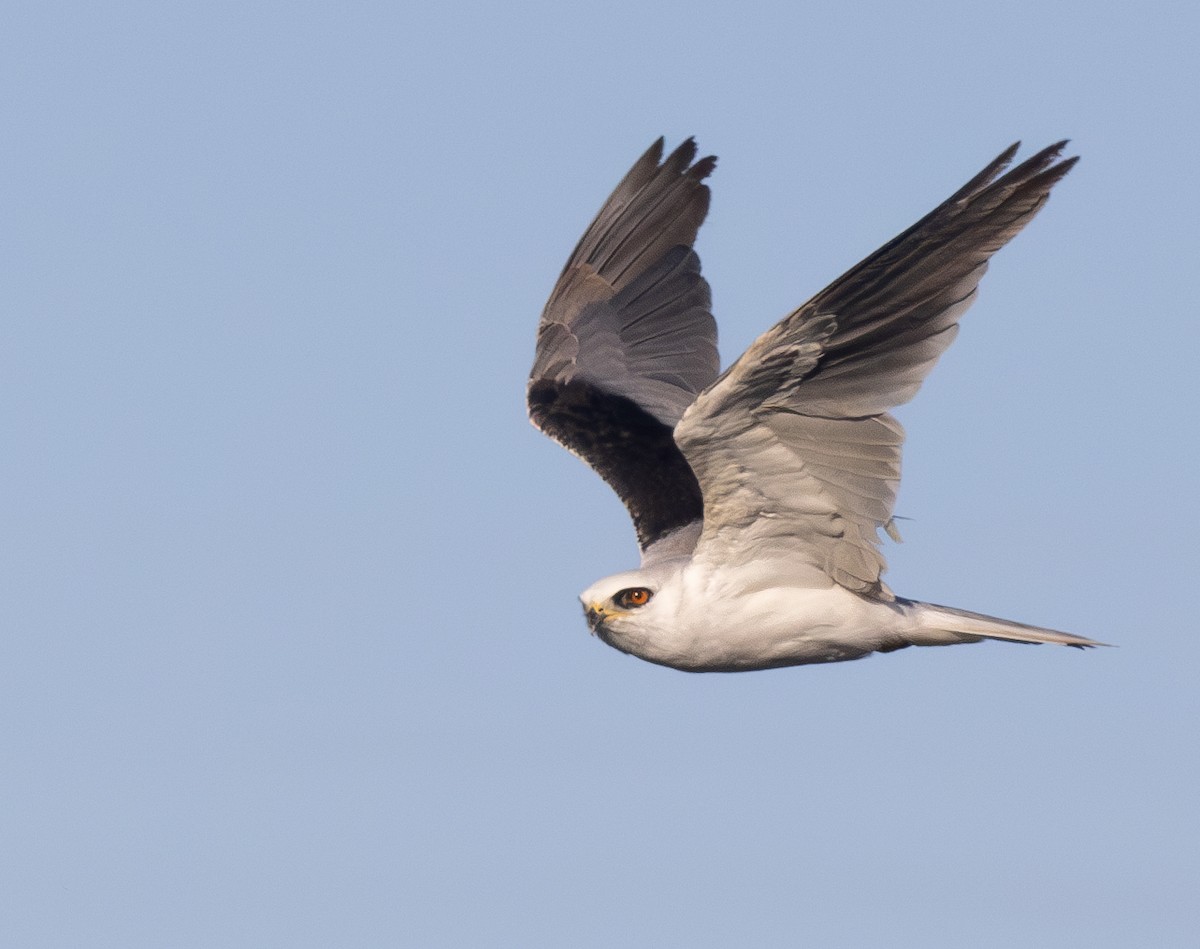 White-tailed Kite - ML621051713