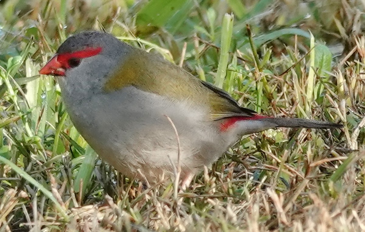 Red-browed Firetail - ML621051731