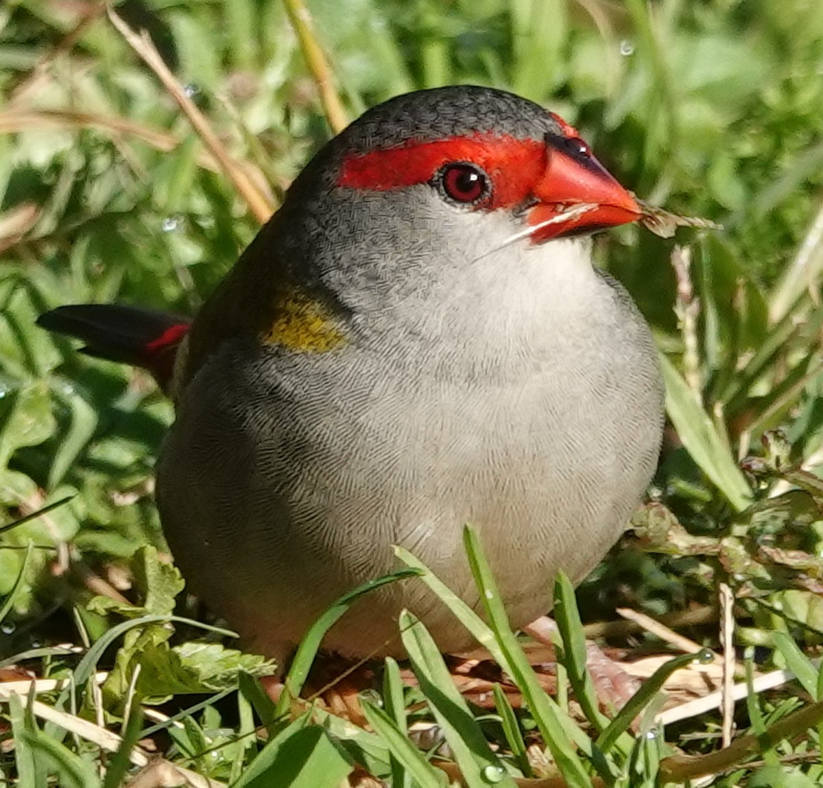 Red-browed Firetail - ML621051732