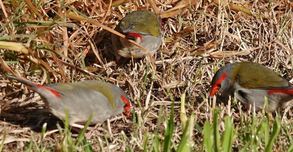 Red-browed Firetail - ML621051733