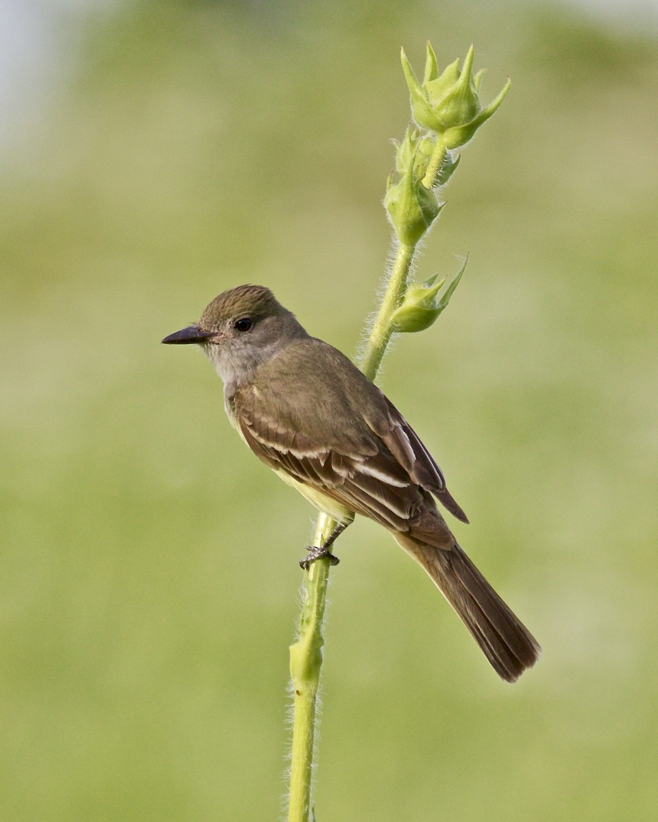 Great Crested Flycatcher - ML621051749