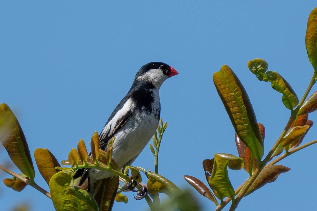 Pin-tailed Whydah - ML621051782