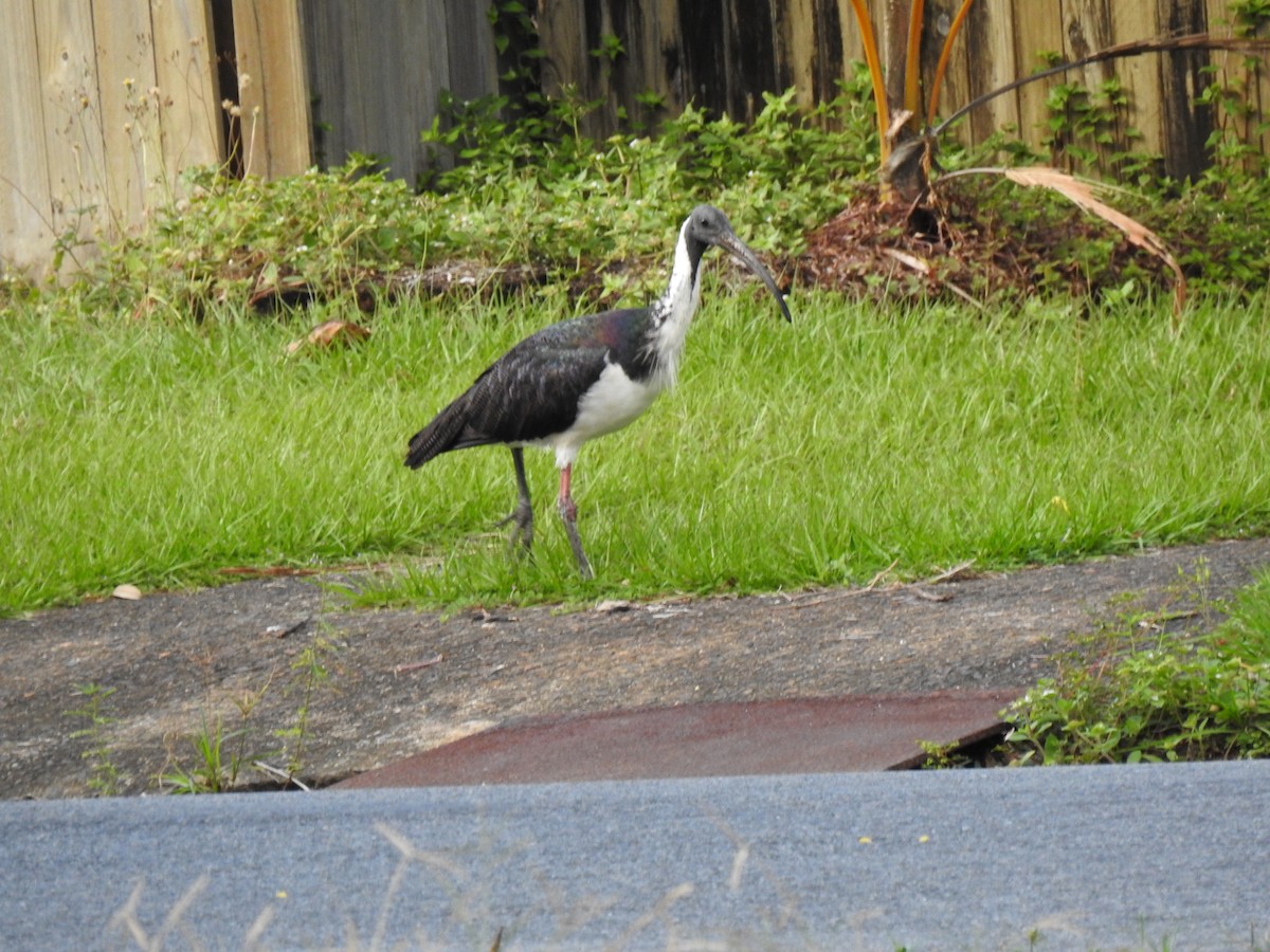 ibis slámokrký - ML621051784
