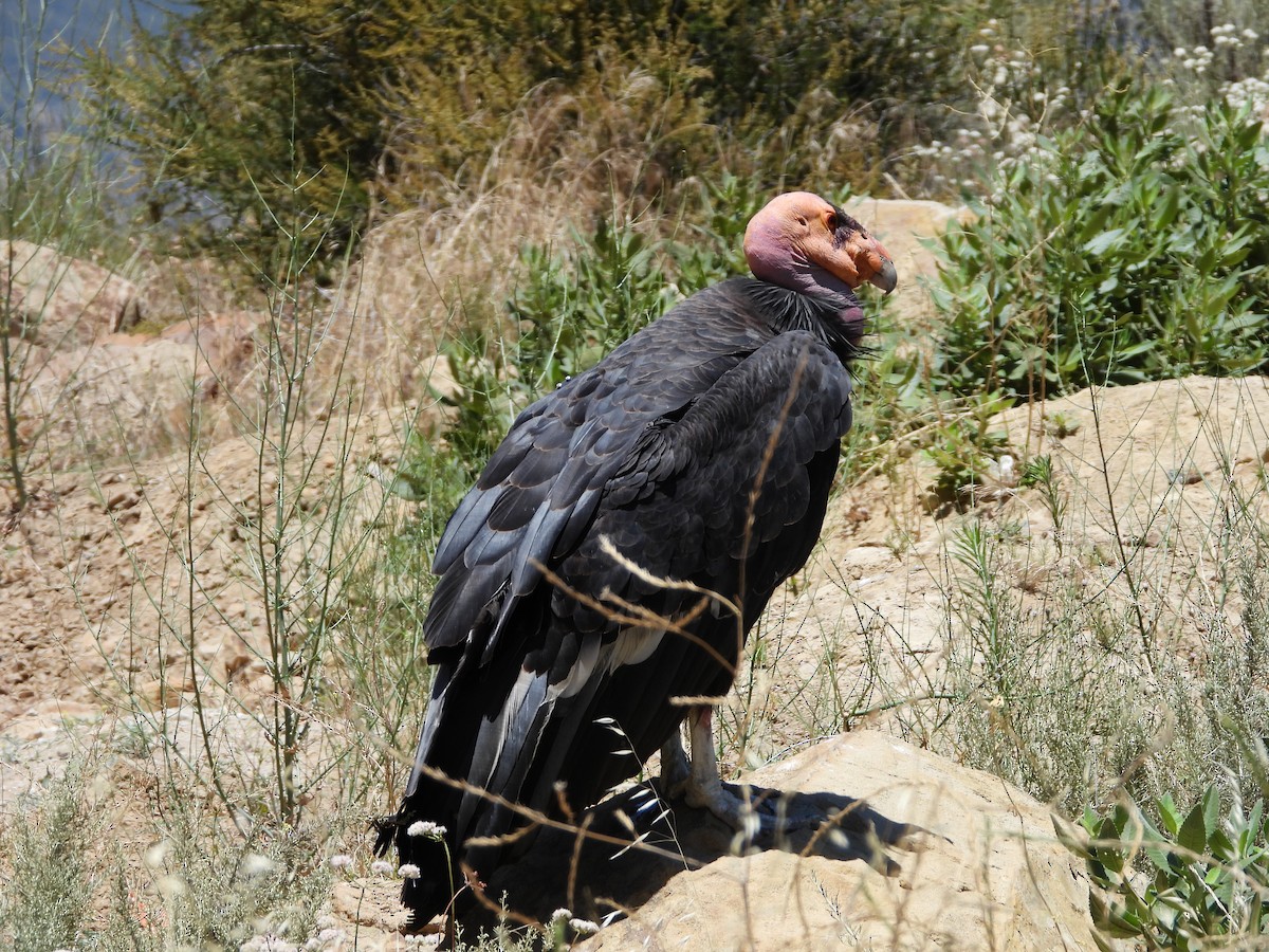 California Condor - ML621051788