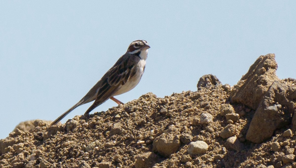 Lark Sparrow - ML621051790