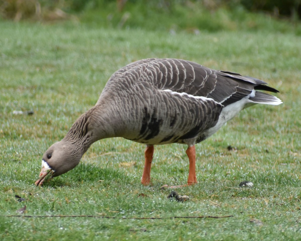 Greater White-fronted Goose - ML621051793