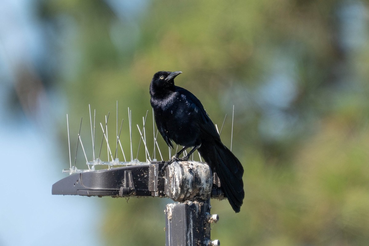 Great-tailed Grackle - ML621051798