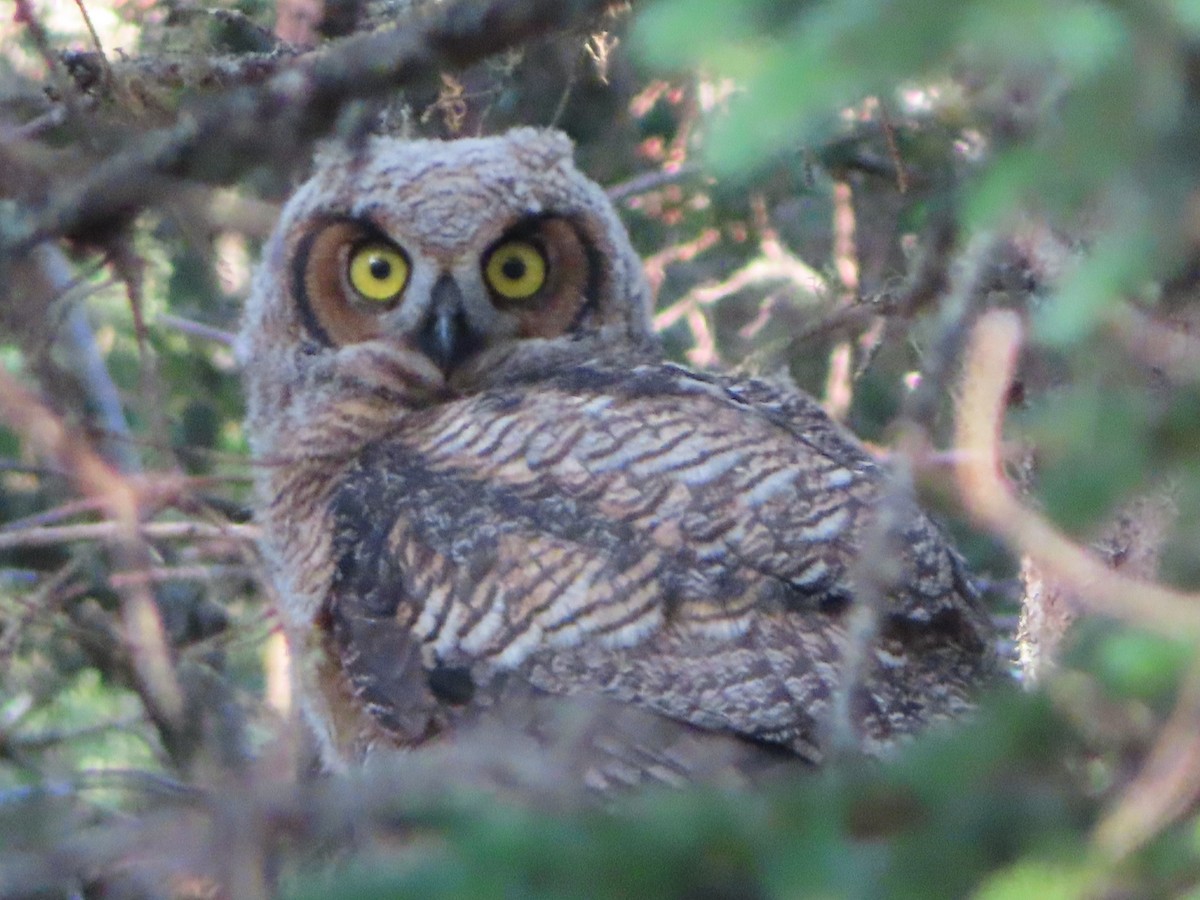 Great Horned Owl - ML621051813