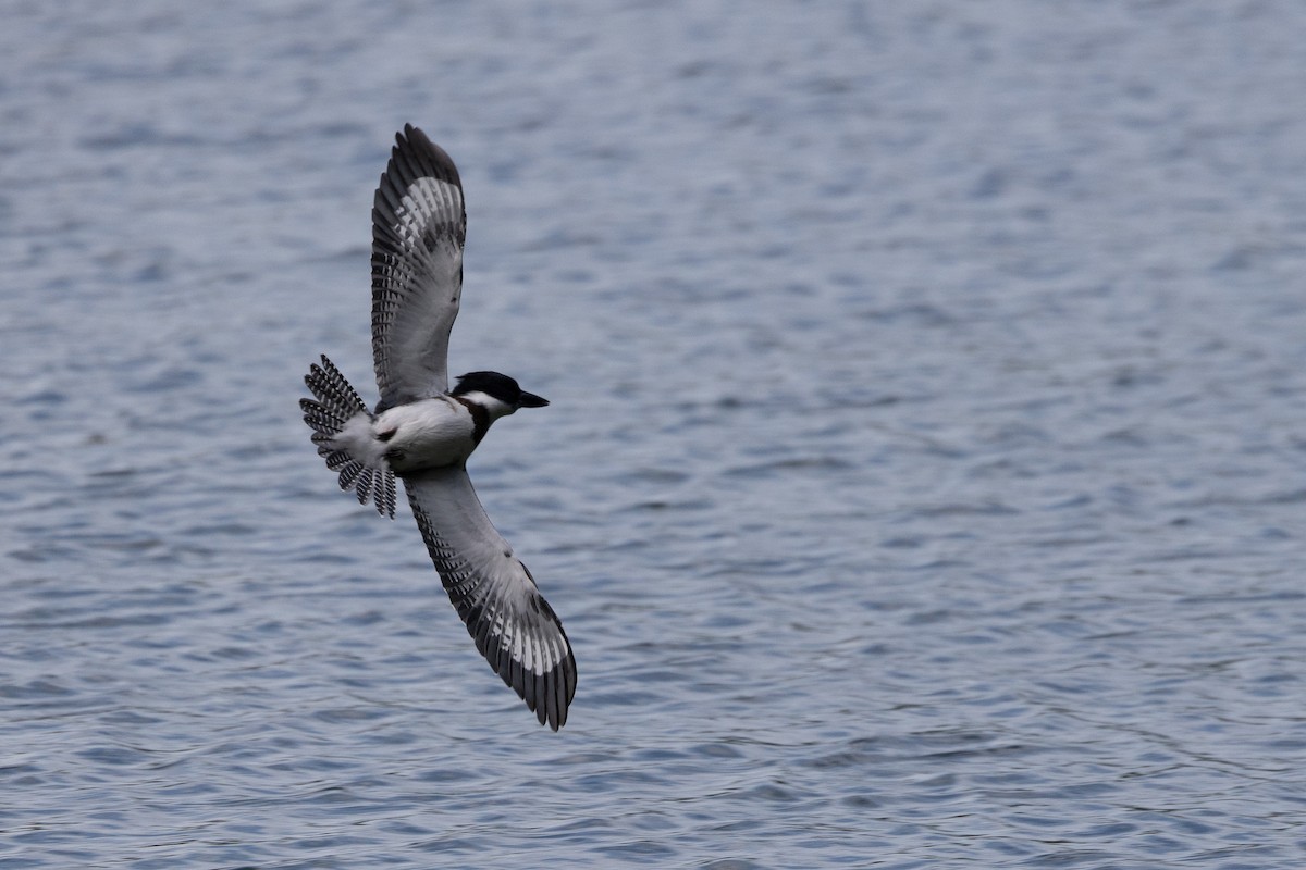 Belted Kingfisher - ML621051828