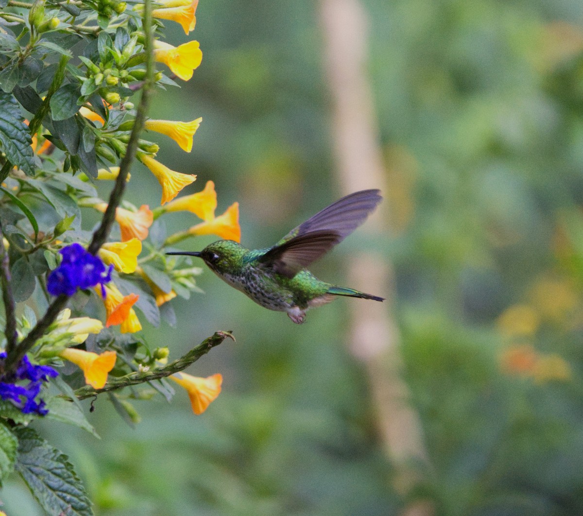 kolibřík andský - ML621051840
