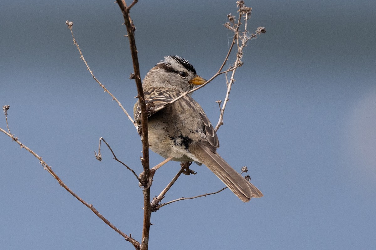 White-crowned Sparrow - ML621051845
