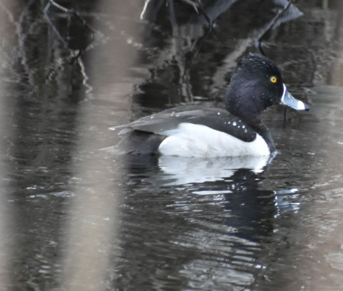 Ring-necked Duck - ML621051901