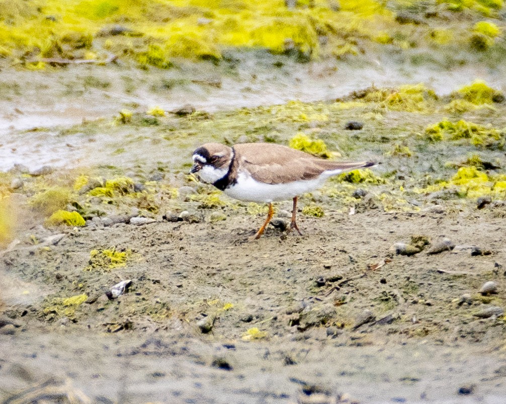 Semipalmated Plover - ML621051939