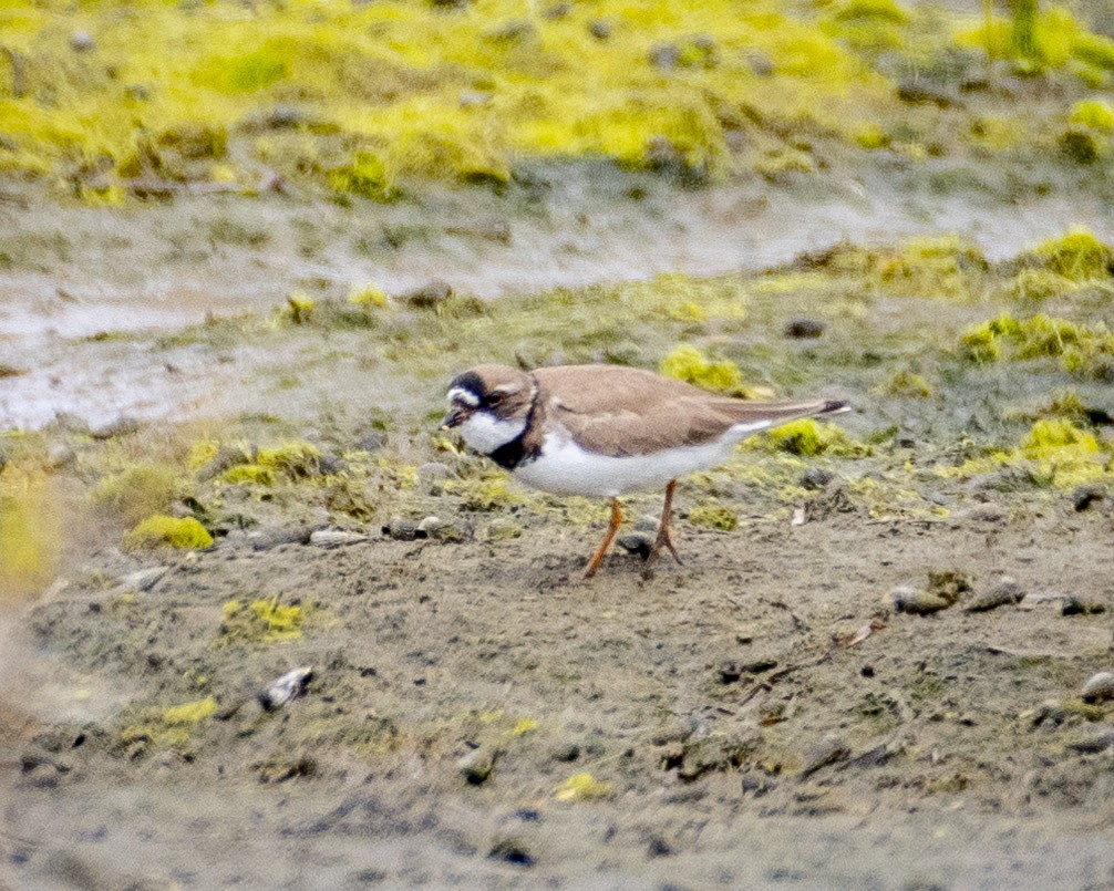 Semipalmated Plover - ML621051941
