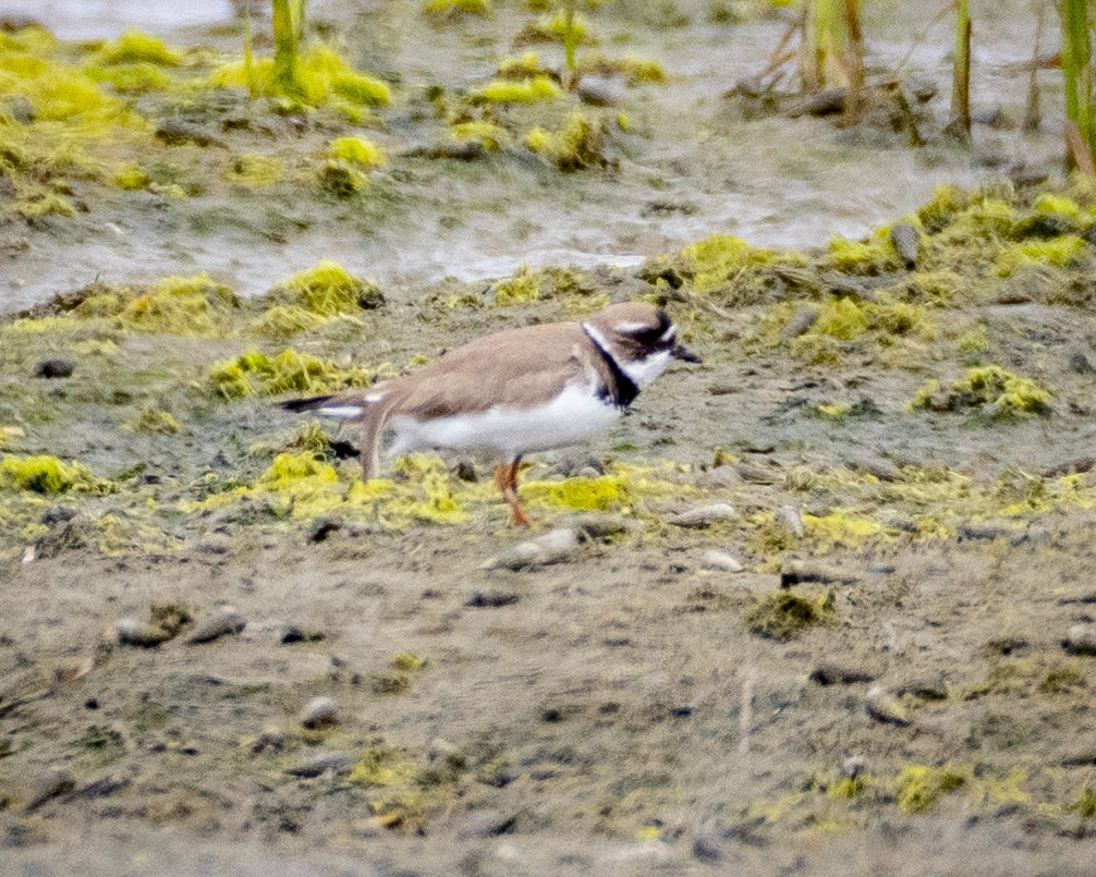 Semipalmated Plover - ML621051943