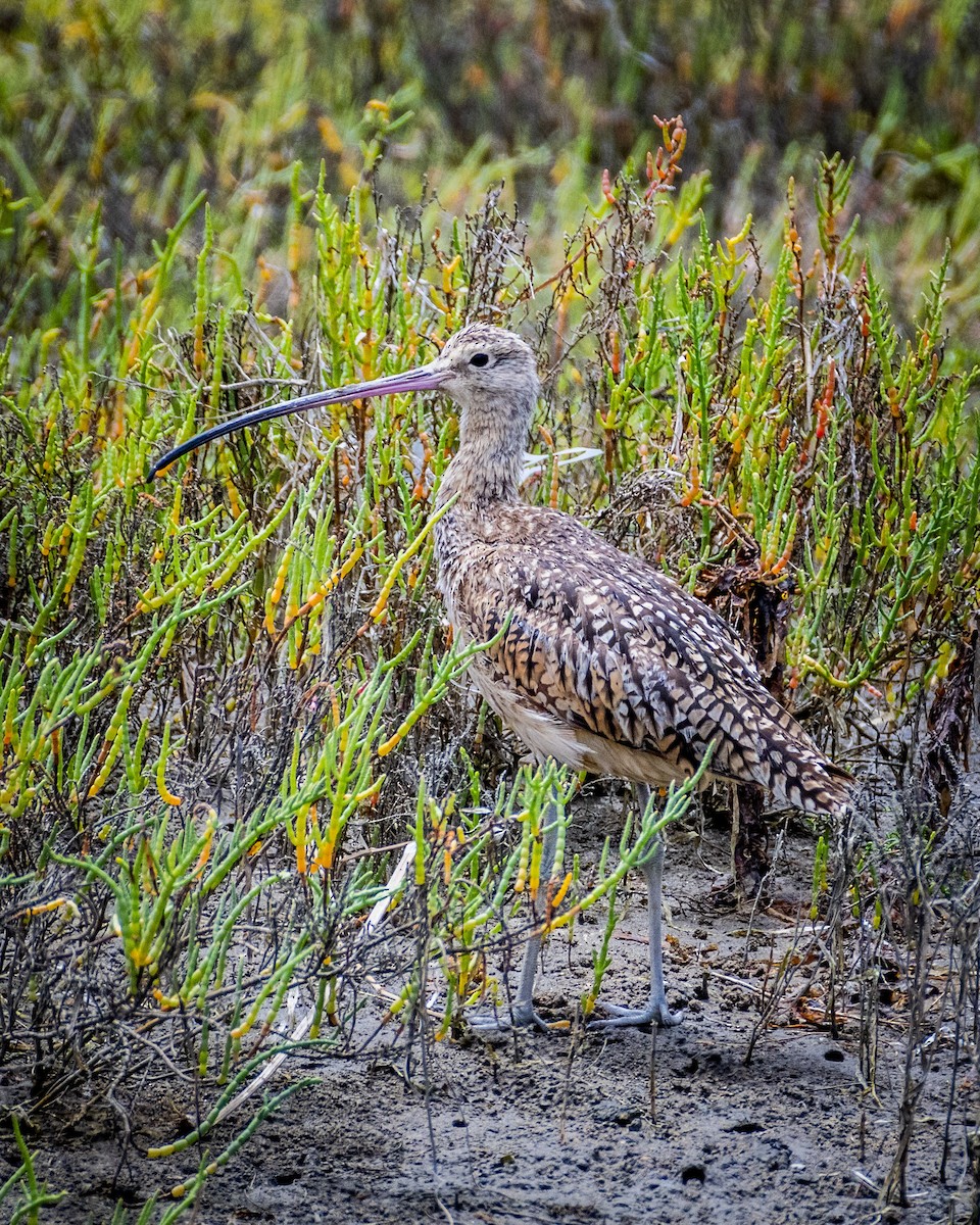 Long-billed Curlew - ML621051947