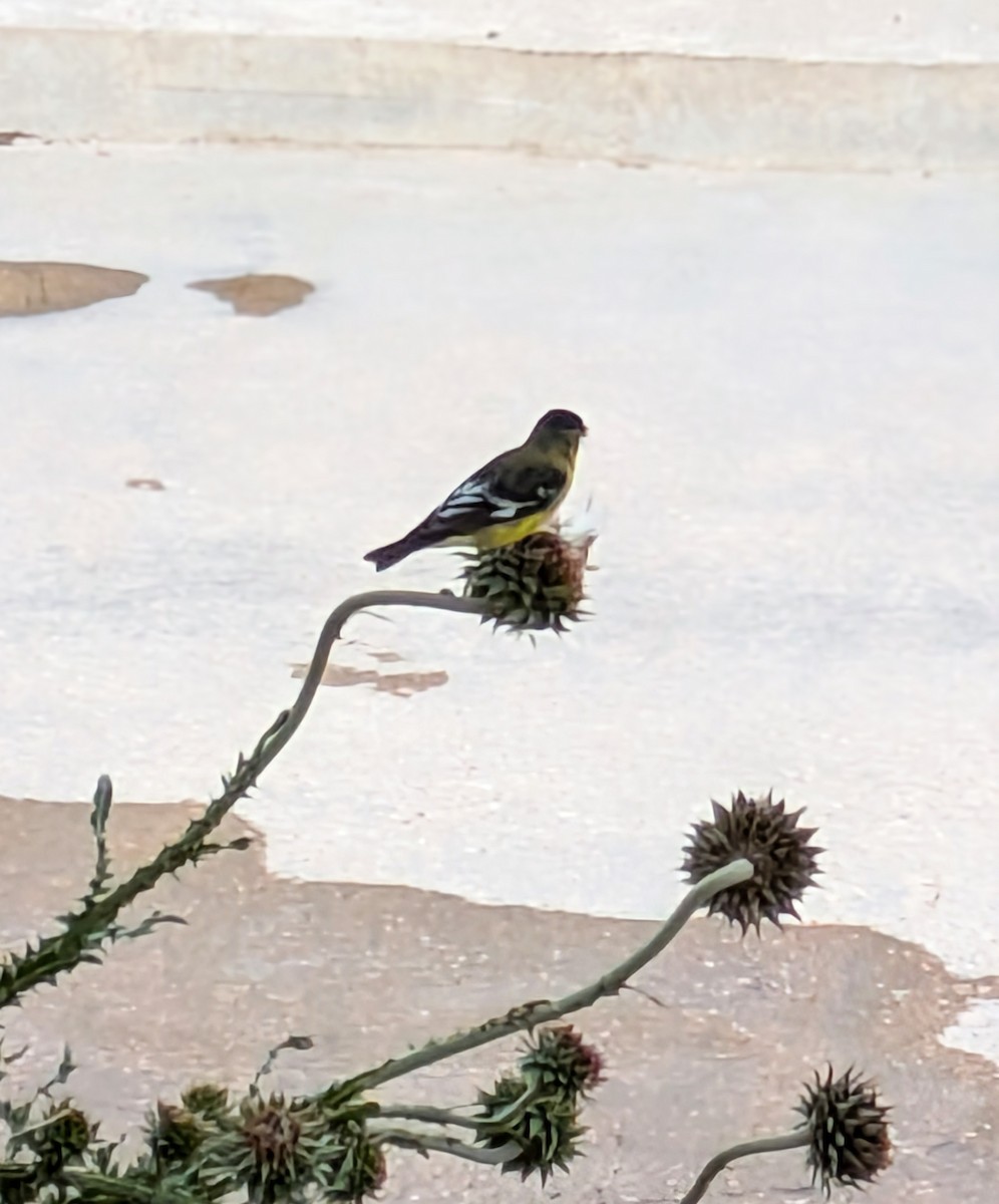 Lesser Goldfinch - ML621051957